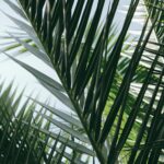 Vibrant palm leaves basking in summer sunlight, evoking a tropical vacation feel.